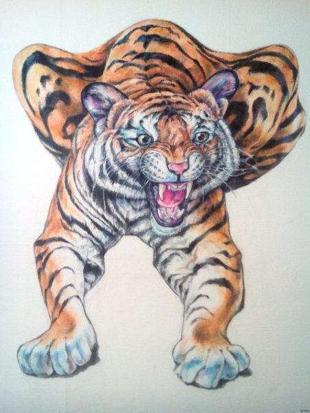 Тигр цветными карандашами