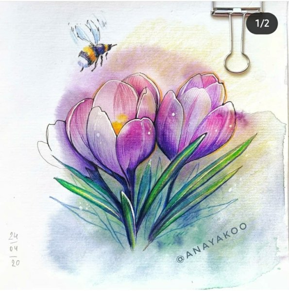 Крокус скетч акварель