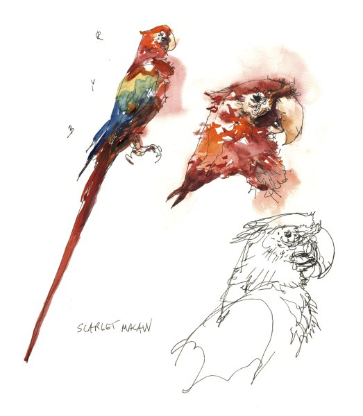 Попугай скетч