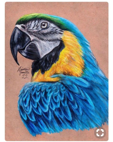 Попугай цветными карандашами