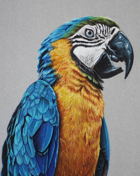 Рисунки Марсело Беренджи