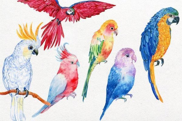 Попугай фломастерами для детей