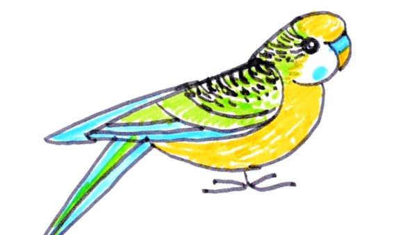 Попугай рисунок