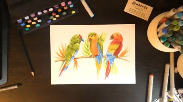 Попугай фломастерами