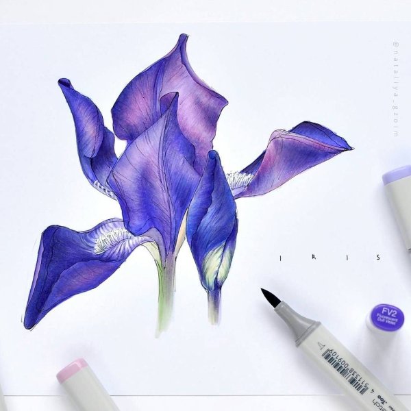 Ирисы маркерами