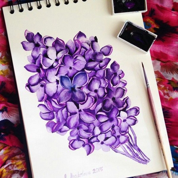 Скетчинг сирень