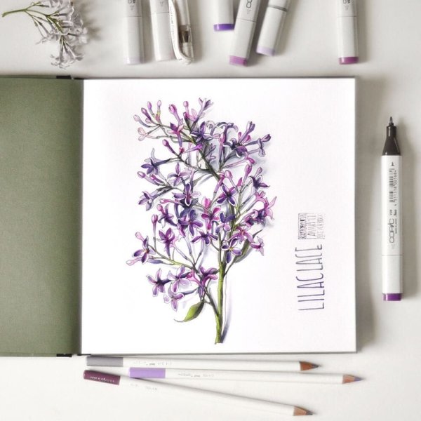 Цветы скетч маркерами