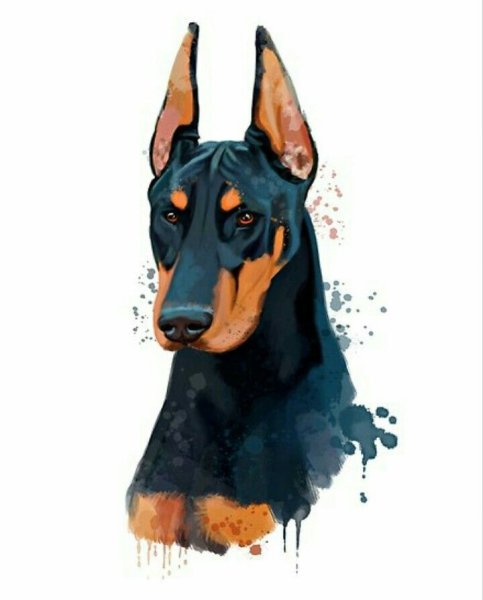 Доберман пинчер арты