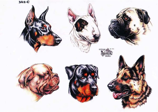 Набросок головы собаки