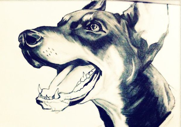 Доберман злой скетч