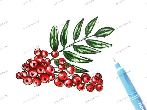 Рябина скетч маркерами