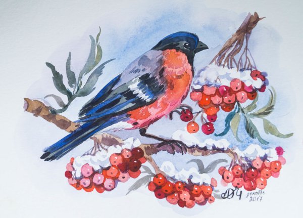 Снегирь на ветке акварель