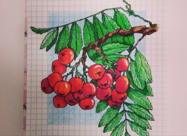 Гроздь рябины рисунок для детей