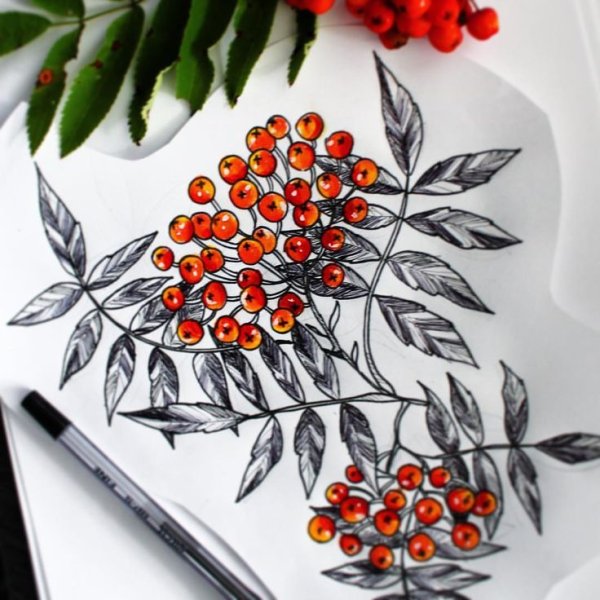 Рябина эскиз