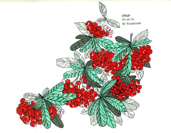 Скетчинг рябина