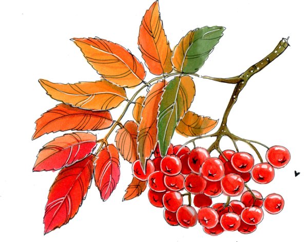 Рябиновая веточка рисунок