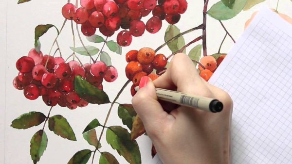 Ветка рябины рисунок акварелью