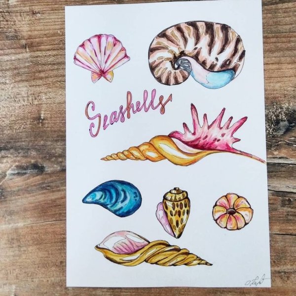 Скетчинг морские раковины