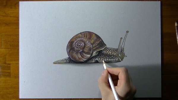 Улитка цветными карандашами
