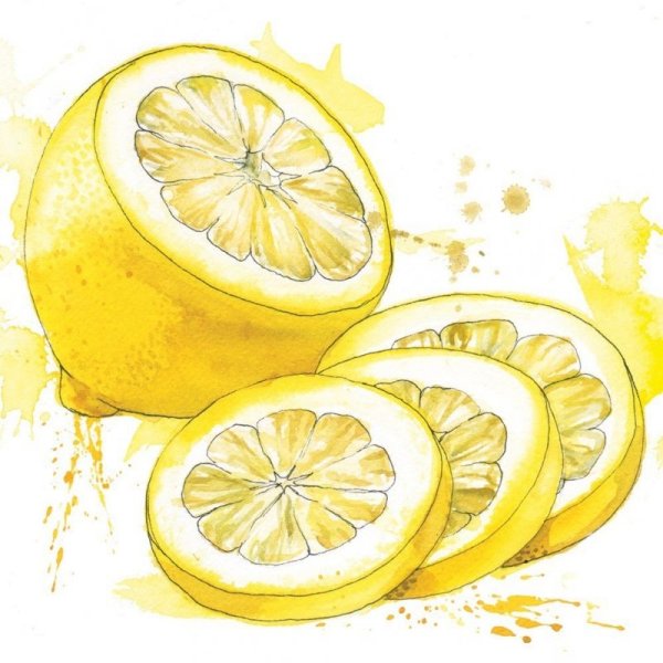 Лимон рисунок