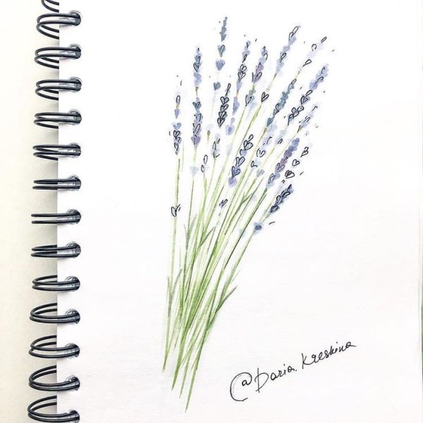 Ботанический скетчинг Лаванда