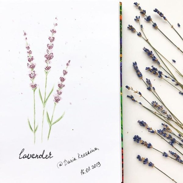 Скетчинг Лаванда маркерами