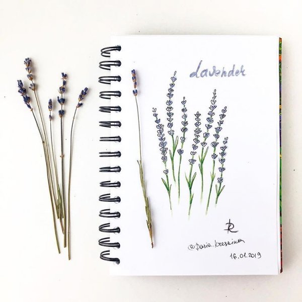 Скетчинг Лаванда маркерами