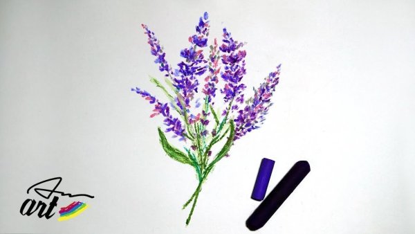 Лаванда скетч