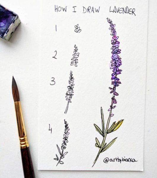 Лаванда для срисовки легко