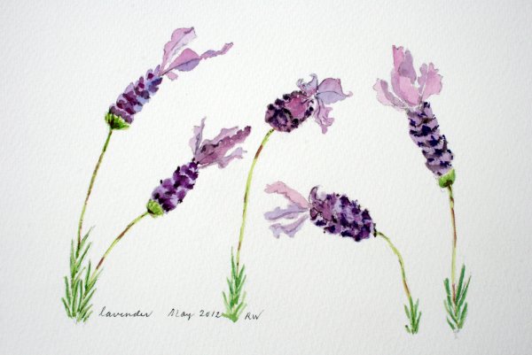 Лавандовое поле акварелью для начинающих