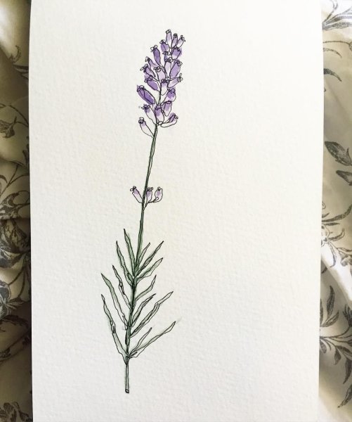 Красивые эскизы с лавандой акриловыми фломастерами