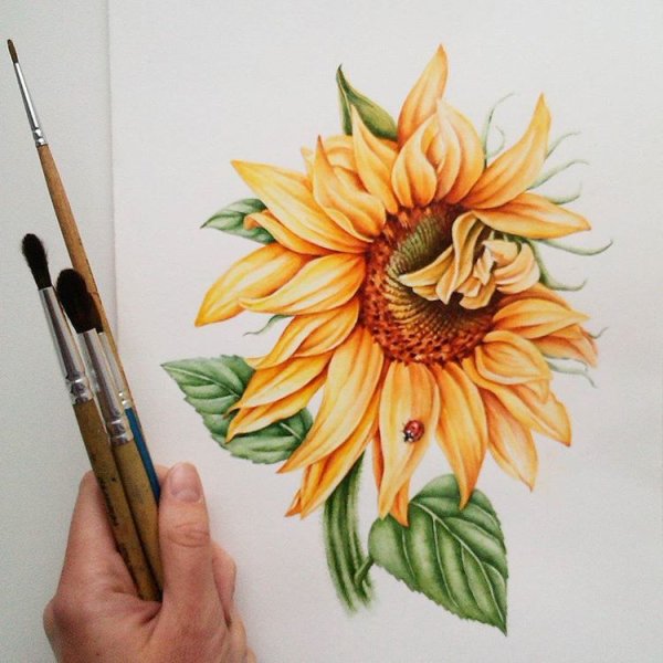 Скетчинг Подсолнухи