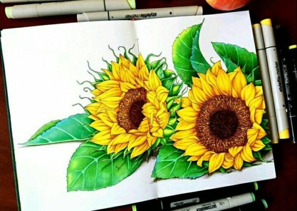 Подсолнухи фломастерами