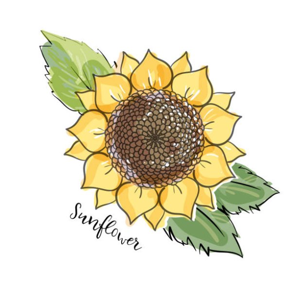 Подсолнух маркерами