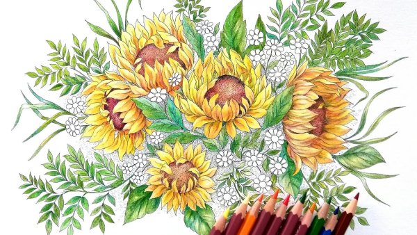 Подсолнух рисунок цветными карандашами