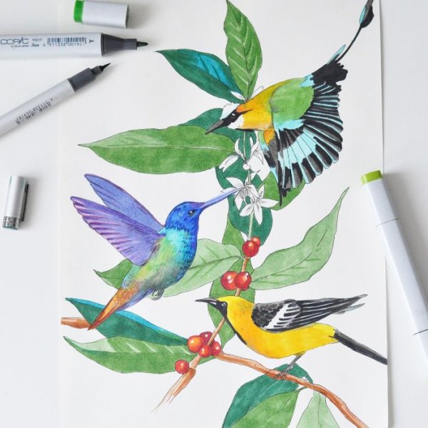 Птицы фломастерами