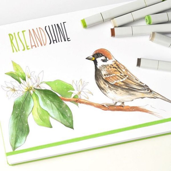 Птицы маркерами для скетчинга