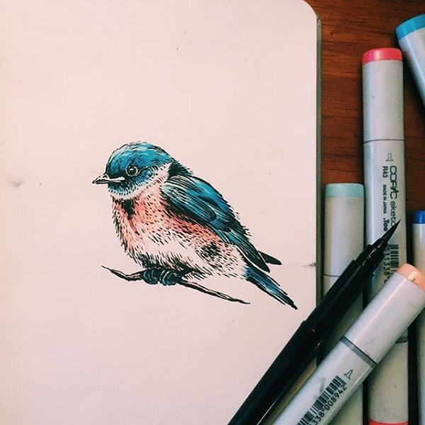 Птицы фломастерами