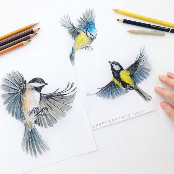 Скетчинг птицы