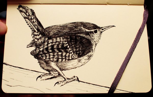 Наброски птиц маркером