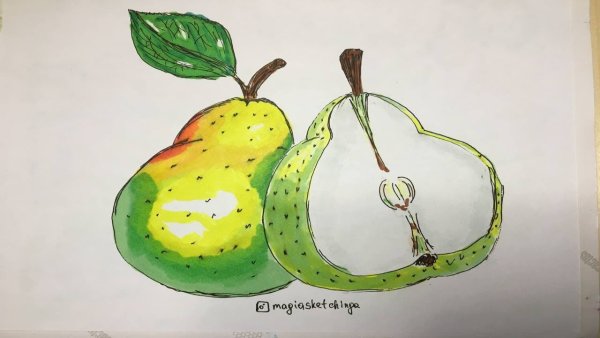 Груша рисунок скетчинг