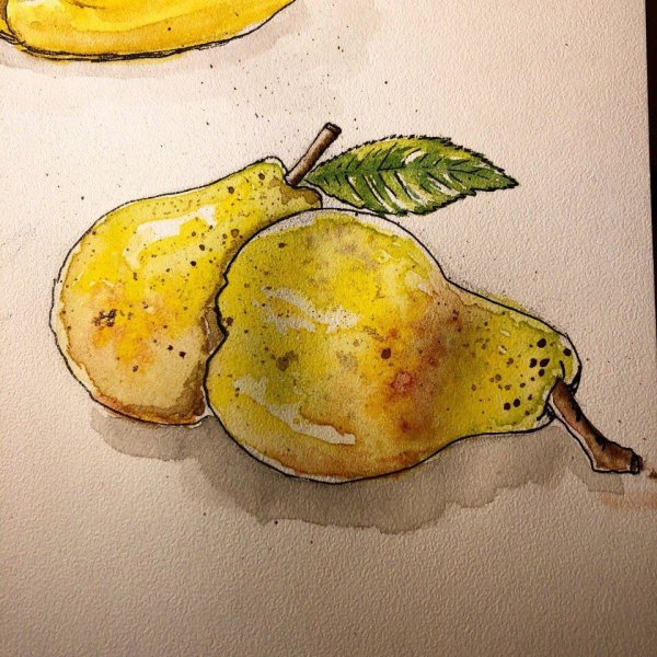 Груша рисунок акварелью