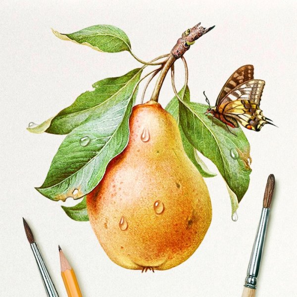 Зарисовка груши