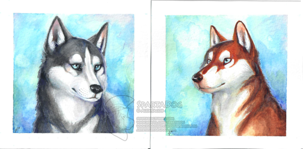 Рыжая хаски рисунок