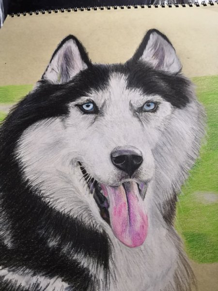 Сибирский хаски