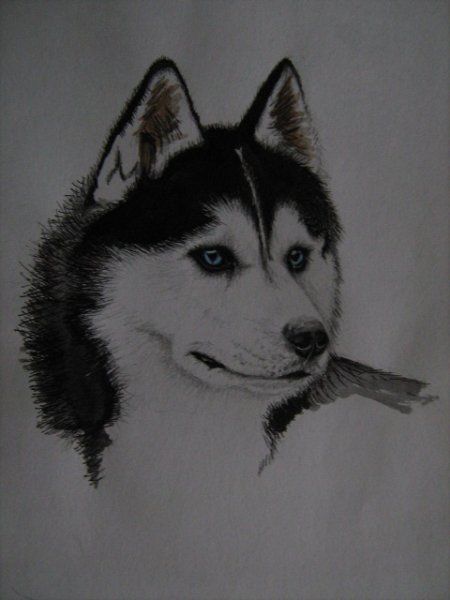 Маламут мультяшный