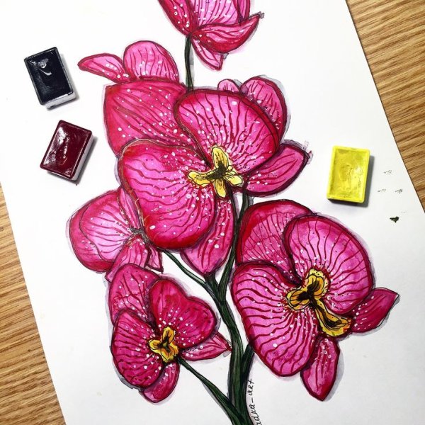 Скетчинг Орхидея