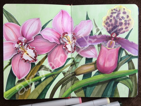 Орхидея скетчинг маркерами