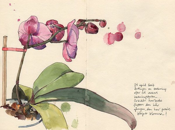 Эскиз орхидеи для тату ветка