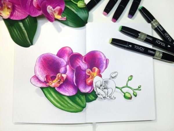 Скетчинг Орхидея